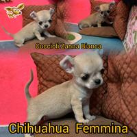 CHIHUAHUA MINI MINI Allevamento AV+1