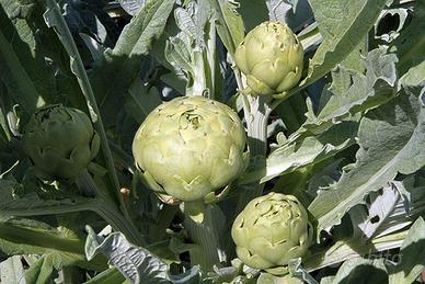 Piante Carciofo Bianco di Pertosa/Auletta
