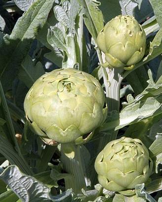 Piante Carciofo Bianco di Pertosa/Auletta