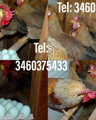 Galline Legbar gold