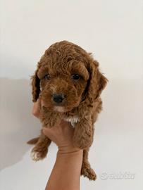 Barboncini toy e mini