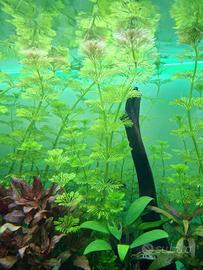 Piante acquario 10x sessiliflora