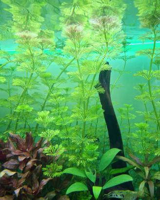 Piante acquario 10x sessiliflora