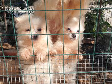 Cuccioli volpino italiano