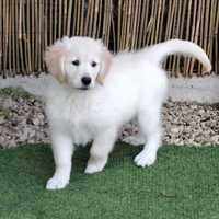 Golden retriever pedigree enci