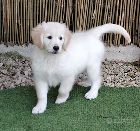 Golden retriever pedigree enci