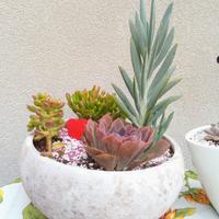 composizione di piante grasse 