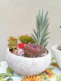 composizione di piante grasse 