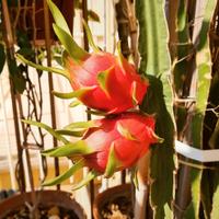 talee di pitaya autofertili 