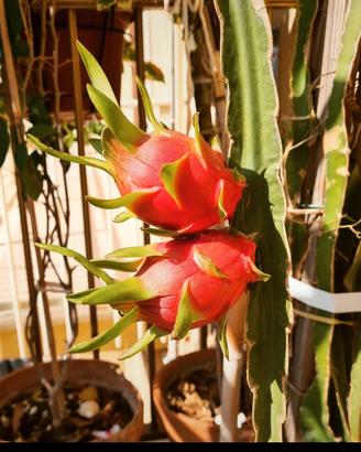 talee di pitaya autofertili 