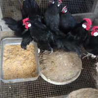 Coppia di galline Bantam