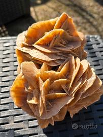 Rosa del Deserto notevole esemplare 1,7 kg