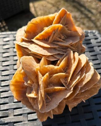 Rosa del Deserto notevole esemplare 1,7 kg