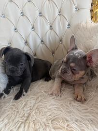 Bulldog francesi