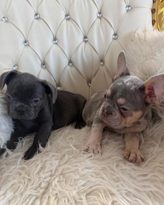 Bulldog francesi
