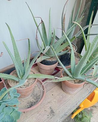 aloe vera 