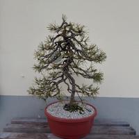 Bonsai pino silvestre