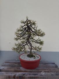 Bonsai pino silvestre