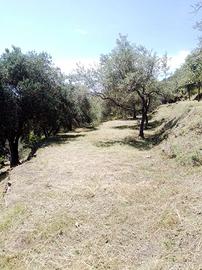 Vedesi terreno agricolo