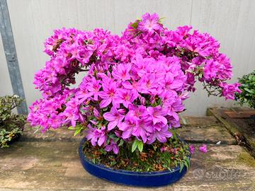 Azalea bonsai