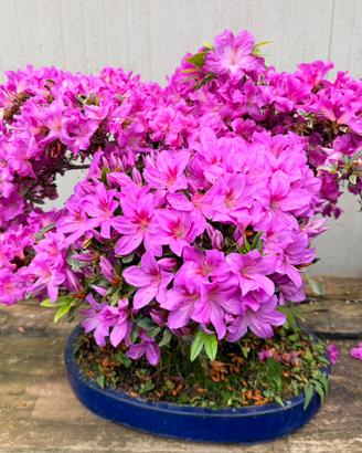 Azalea bonsai