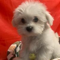 Maltese