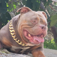 American bully
