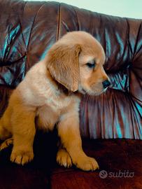 Golden retriver americano