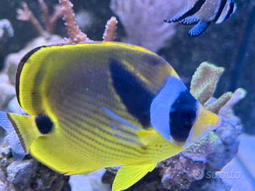 Pesce acquario marino