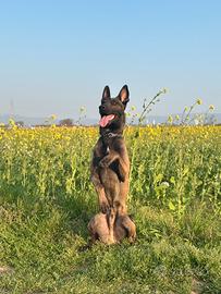 Malinois Maschio per Monta