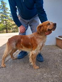 Breton maschio per monta