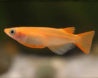Medaka Orenge Oryzias latipes