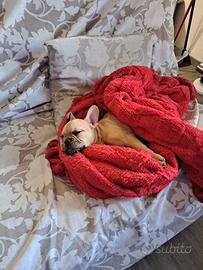 Bulldog francese