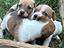 Immagine 2