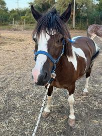 Cavallo pony