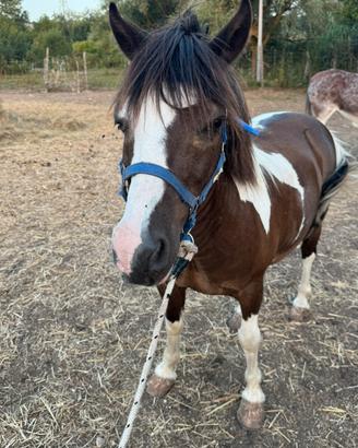 Cavallo pony
