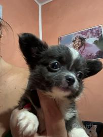 Chihuahua