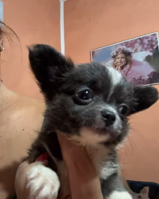 Chihuahua