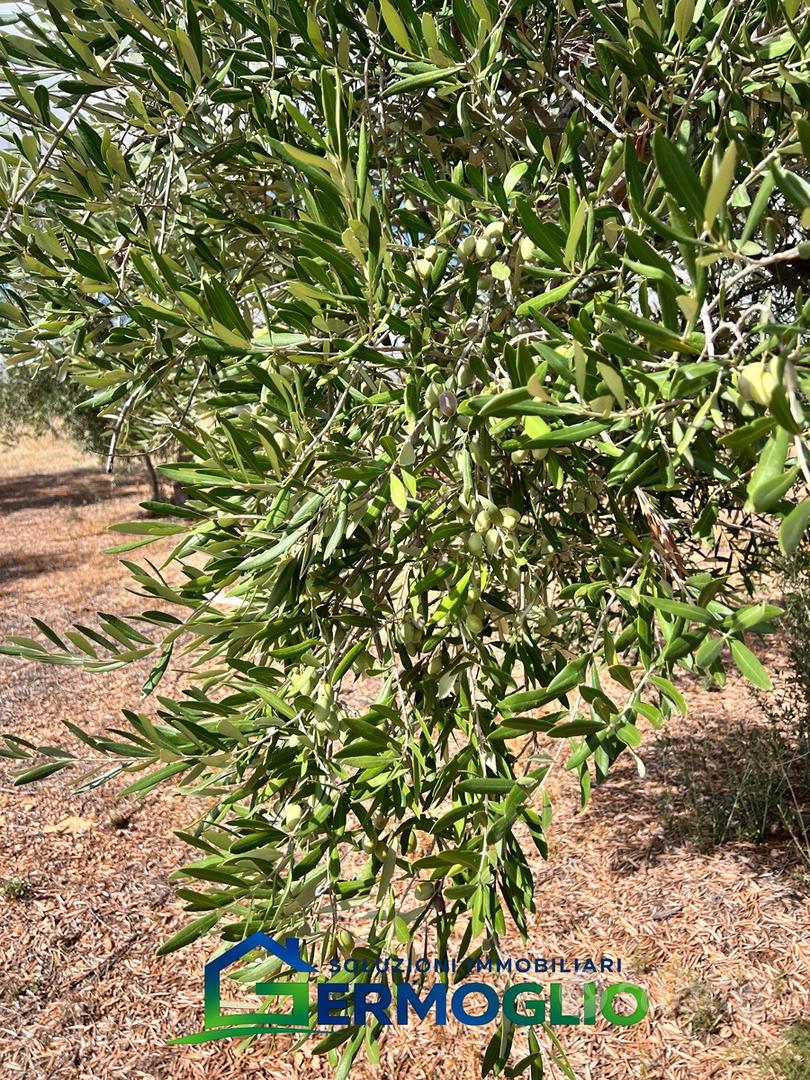 Terreno Uliveto Ruvo di Puglia - Vista 5