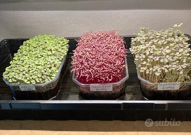 Micro Ortaggi - Microgreen