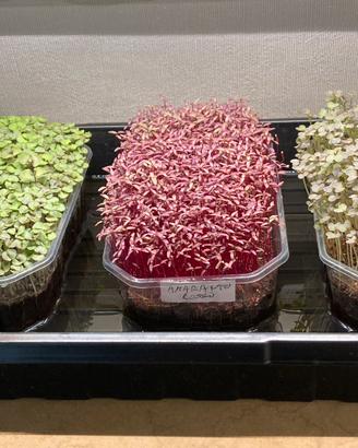 Micro Ortaggi - Microgreen