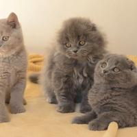 Scottish fold straight