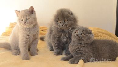 Scottish fold straight