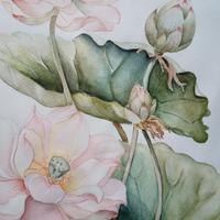 Dipinto ad acquerello "Fiori di loto"