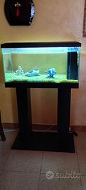 Acquario