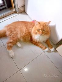 Maschio Main Coon 4anni disponibile