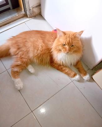 Maschio Main Coon 4anni disponibile