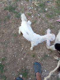 Capra giovane del cashmere