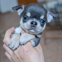 Piccolo Chihuahua maschietto BLU da compagnia