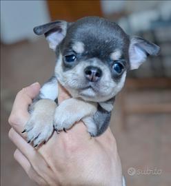 Piccolo Chihuahua maschietto BLU da compagnia